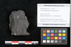 Foto (Objekt + Etikett) von Thinnfeldia gracilis Ettingshausen (NHMW-GEO-2024-0188-10317)